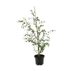 Eucalyptus gunnii : H.60/80cm ctr 5 litres