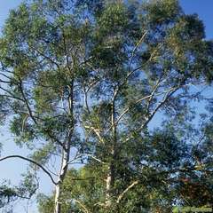 Eucalyptus parviflora : H.80/100cm ctr 5 litres