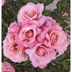 Rosier buisson rose 'Botticelli®' Meisylpho : en motte