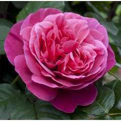 Rosier à grandes fleurs rose 'Line Renaud®' Meiclusif : en motte