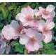 Rosier buisson blanc rose 'Astronomia®' Meiguimov : en motte