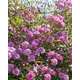 Rosier buisson rose violet 'Louis Bleriot®' Meibivers : racines nues