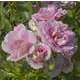 Rosier buisson rose 'Bonica®' Meidomonac : en motte