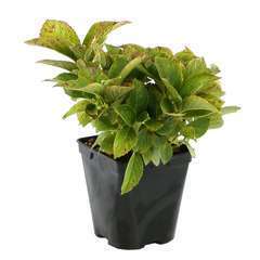 Hydrangea macrophylla Wudu ® : 2L