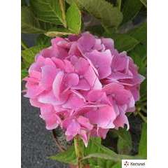 Hydrangea 'Xian ' rose:pot 25L