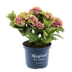 Hydrangea macrophylla magical®  'Amethyst':rose conteneur 5 litres