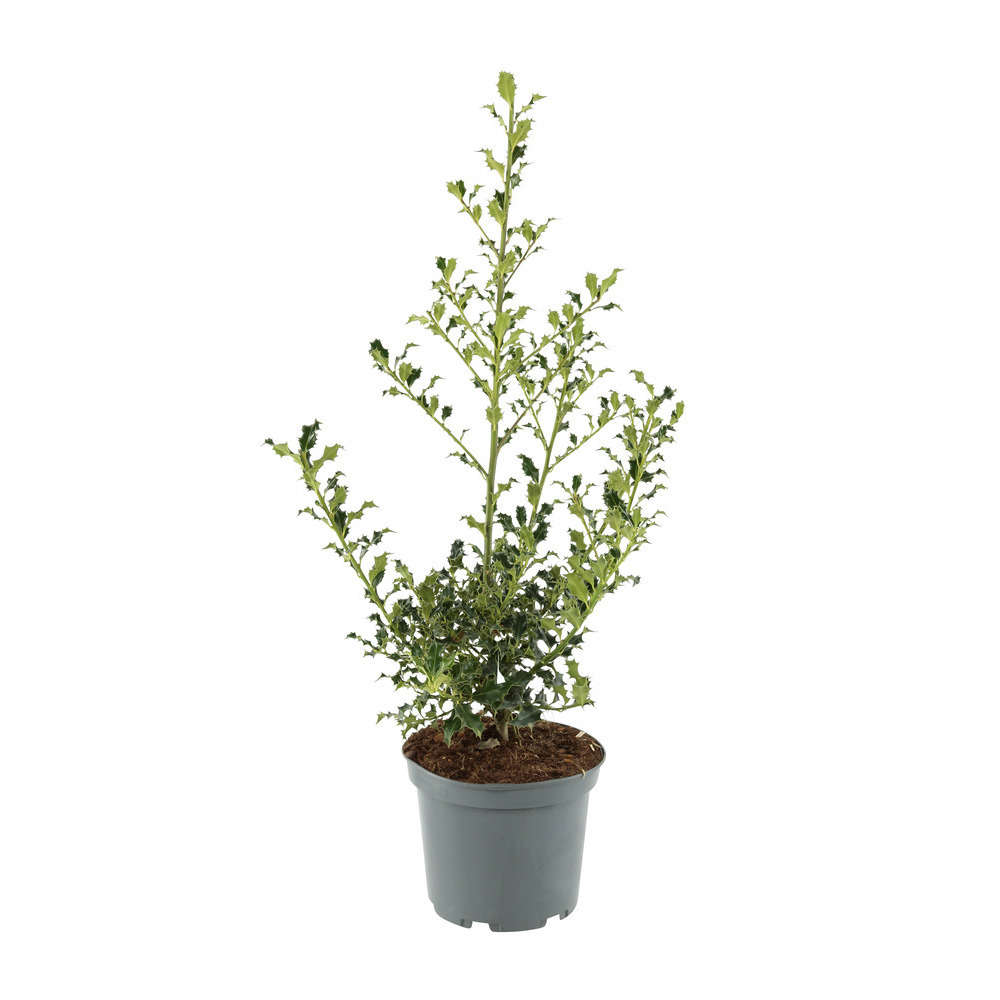 Ilex aquifolium ' Alaska ' : ctr 7.5 litres