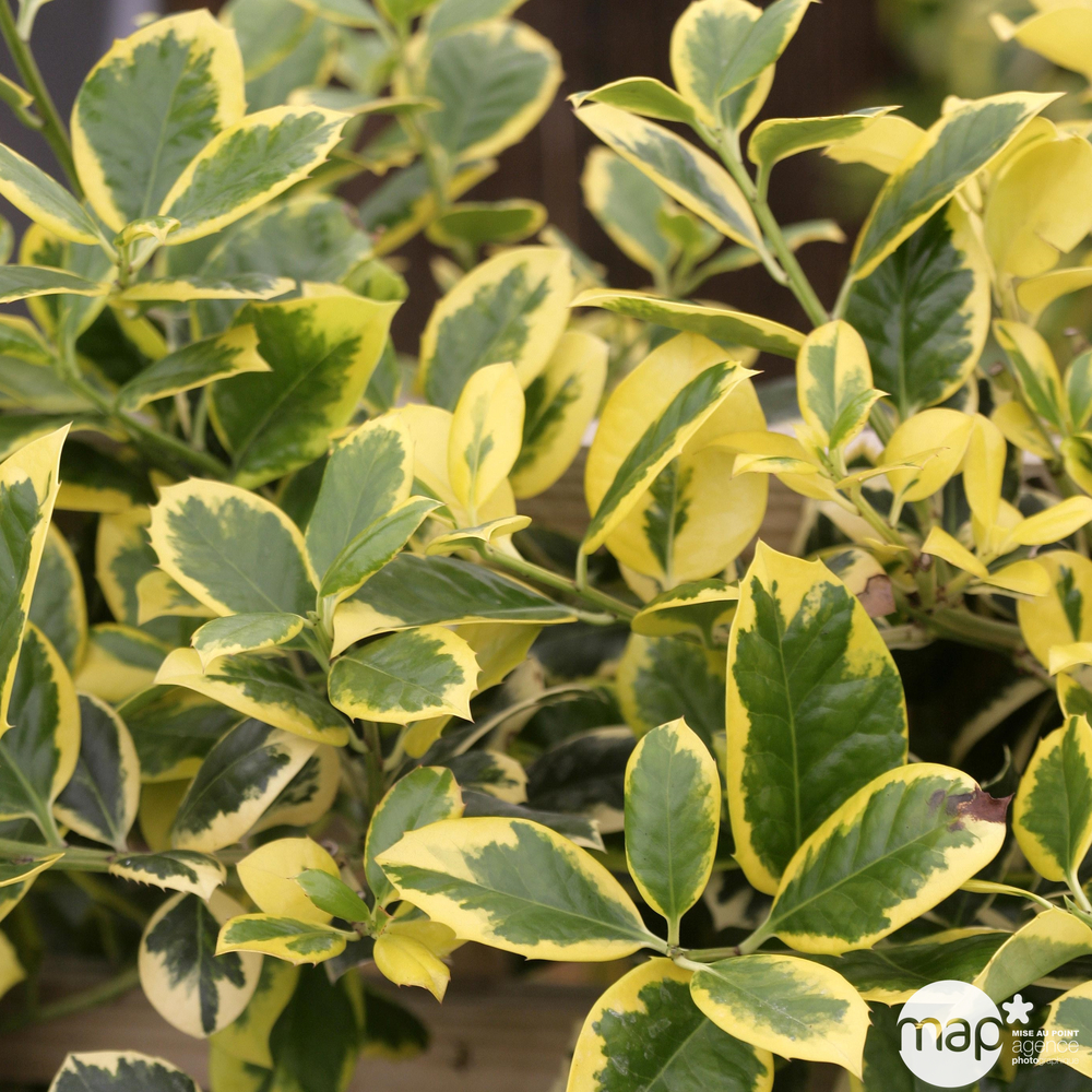 Ilex x altaclarensis 'Golden King':conteneur 3 litres