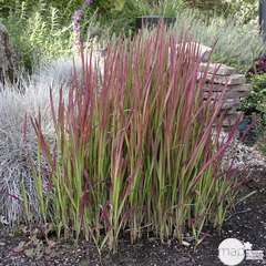 Imperata cylindrica 'Red Baron': 4 litres