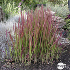 Imperata cylindrica 'Red Baron': 4 litres