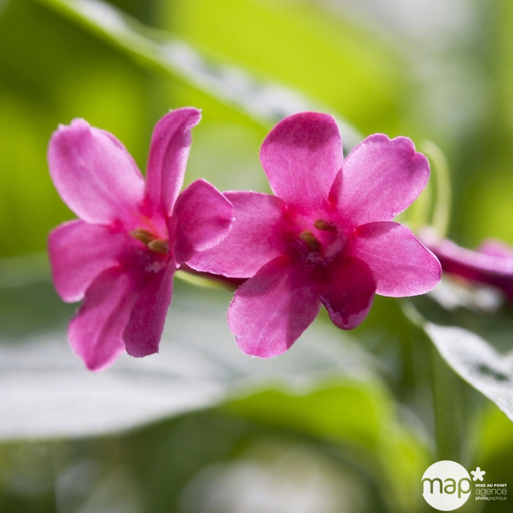 Jasminum beesianum : pot 3 litres