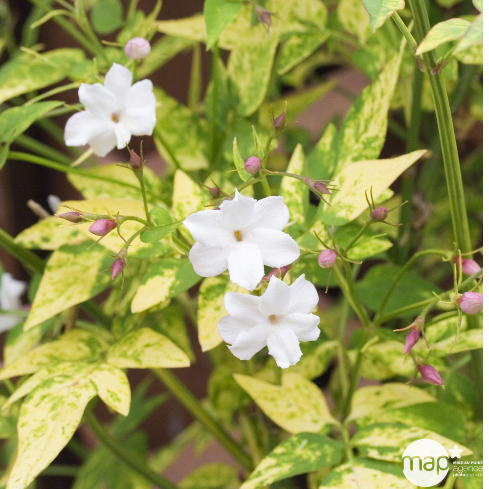 Jasminum officinale : pot 3 litres