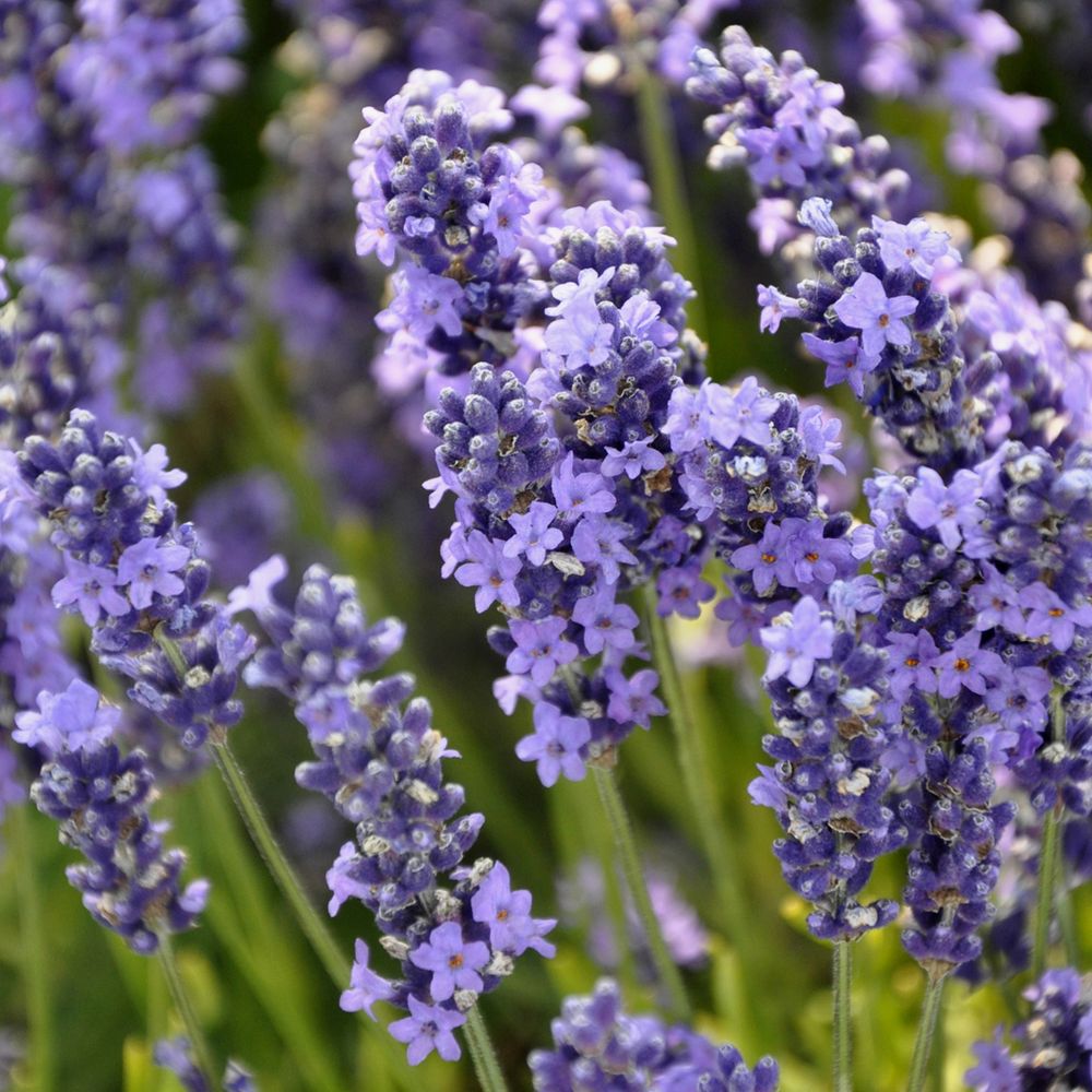 Lavandula augustifolia 'Anna' : pot 5L
