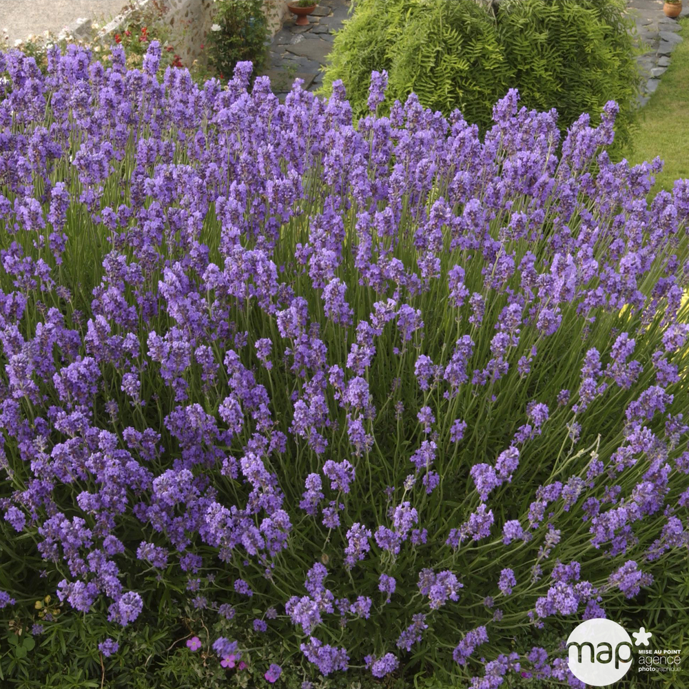 Lavande 'Dwarf Blue' - Pot 7,5L
