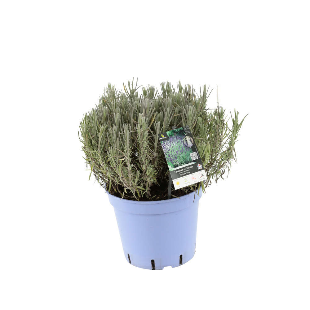 Lavandula angustifolia ' Hidcote ' : 5L