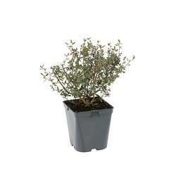Leptospermum lanigerum 'Silver Sheen':conteneur 4 litres RC