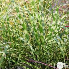 Miscanthus sinensis 'Gold Breeze' :pot 4L