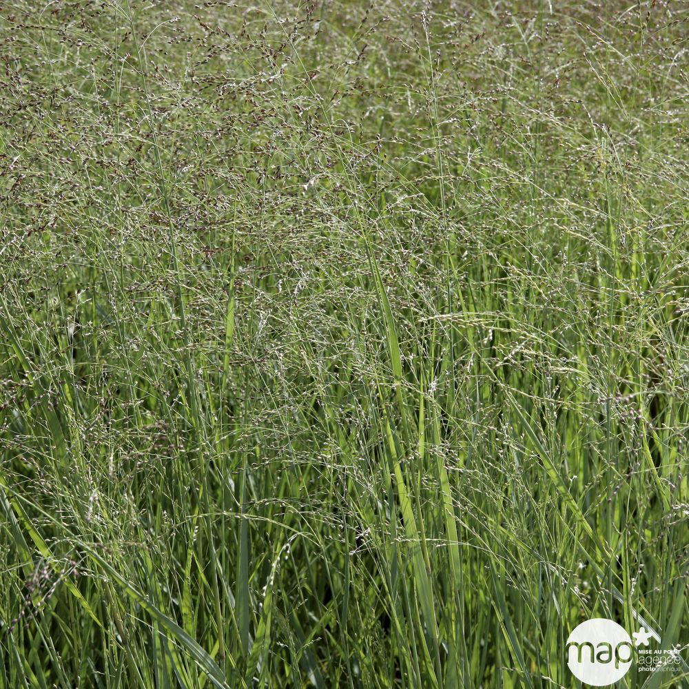 Panicum virgatum 'Prairie Sky':pot 4L