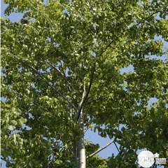Populus Tremula Erecta : C.10L 150-200
