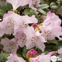Rhododendron nain Cilpinense:conteneur 3 litres