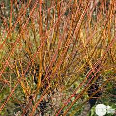 Salix alba 'Chermesina':H 40/60 pot 4L