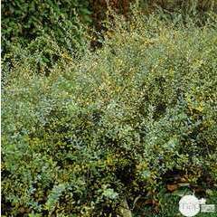 Salix Caprea Repens : C.4L 40-60