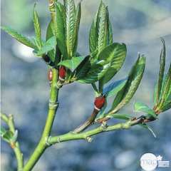 Salix Magnifica : C.4L