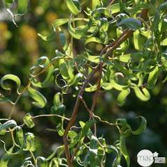 Salix matsudana 'Tortuosa':pot 4L
