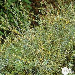 Salix Repens Argentea : C.4L 60-80