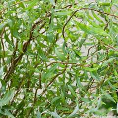 Salix tortuosa' chocolat : C4L, h.60/90cm
