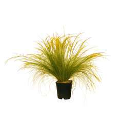 StipaTenuifolia C4L - Cheveux d'ange