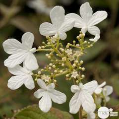 Viburnum plicatum 'Summer Snowflake': ctr 7.5 litres