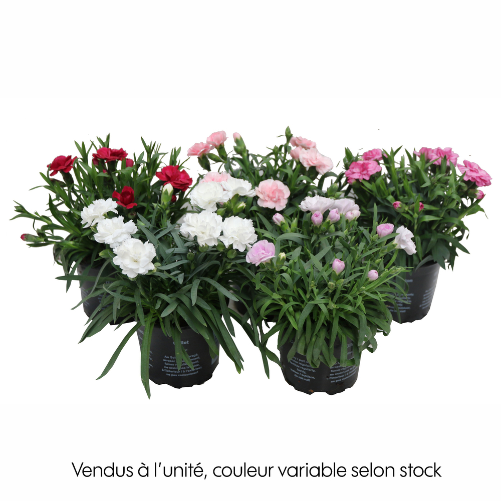 Dianthus : pot 0,5L
