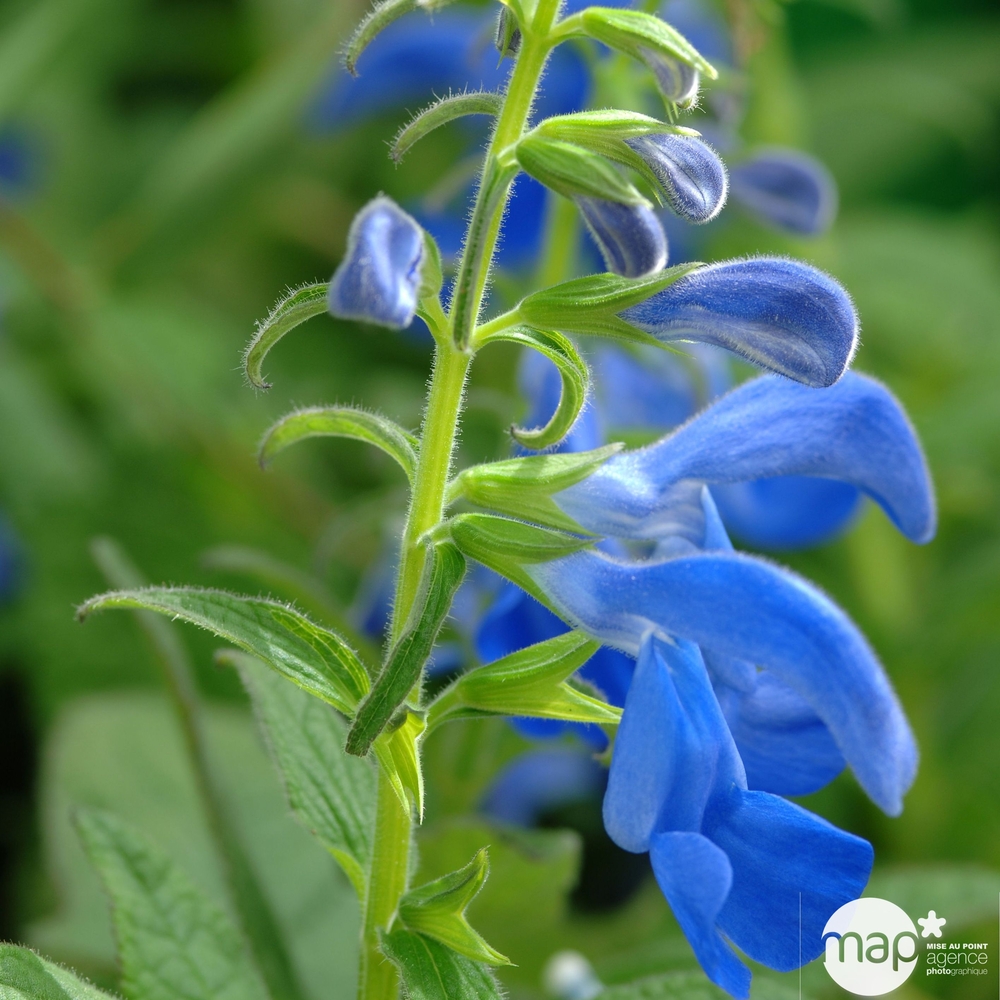 Salvia patens : pot 3L