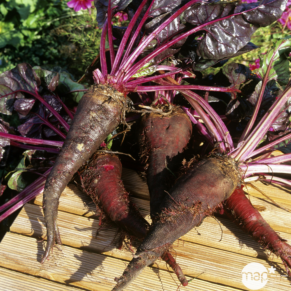 Plants de betteraves rouge 'Crapaudine' : barquette de 6 plants