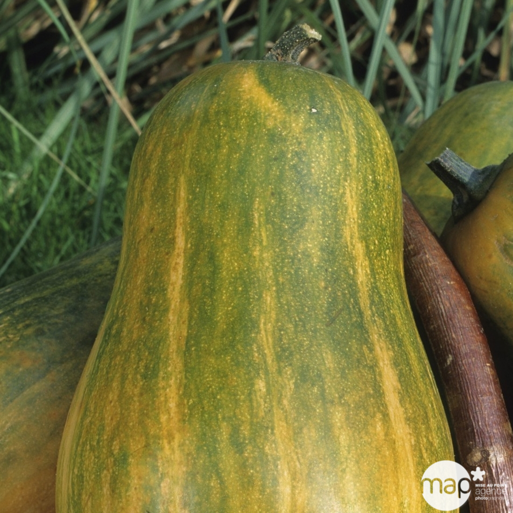 Plant de courge 'Sucrine du Berry' : pot de 0,5 litre