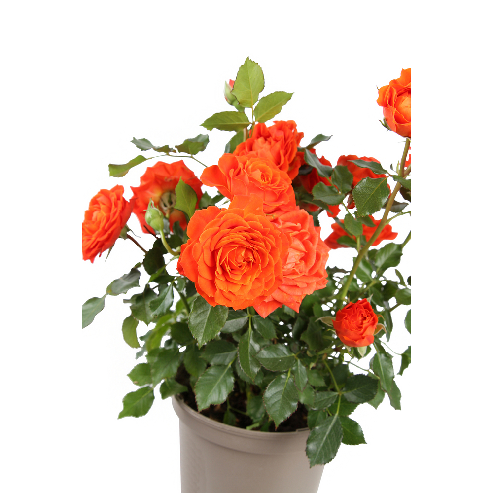 Rosier buisson : pot de 2 litres