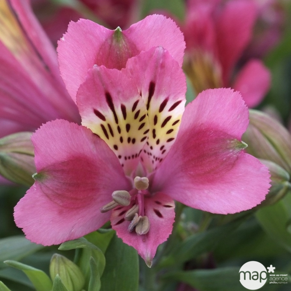 Alstroemeria : pot 5L - Coloris variables
