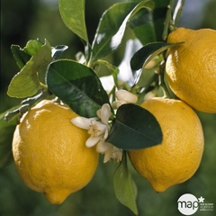 Citrus Lemon : C. 65L 18/20