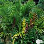 Washingtonia robusta : h.100/120cm