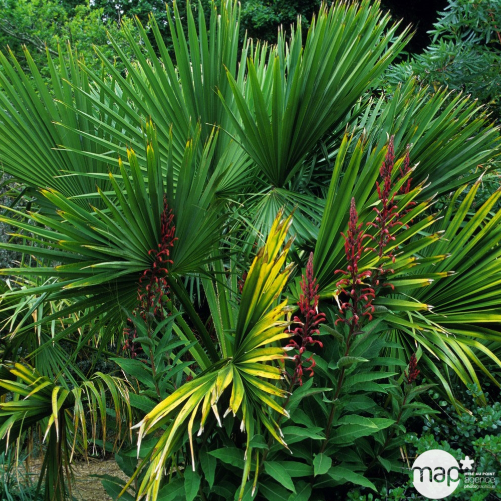 Washingtonia robusta : h.100/120cm