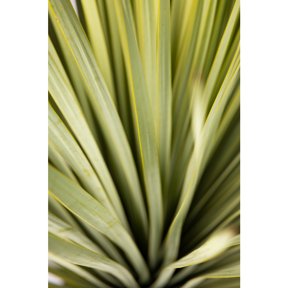 Yucca rostrata: pot 70L
