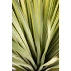 Yucca rostrata: pot 70L