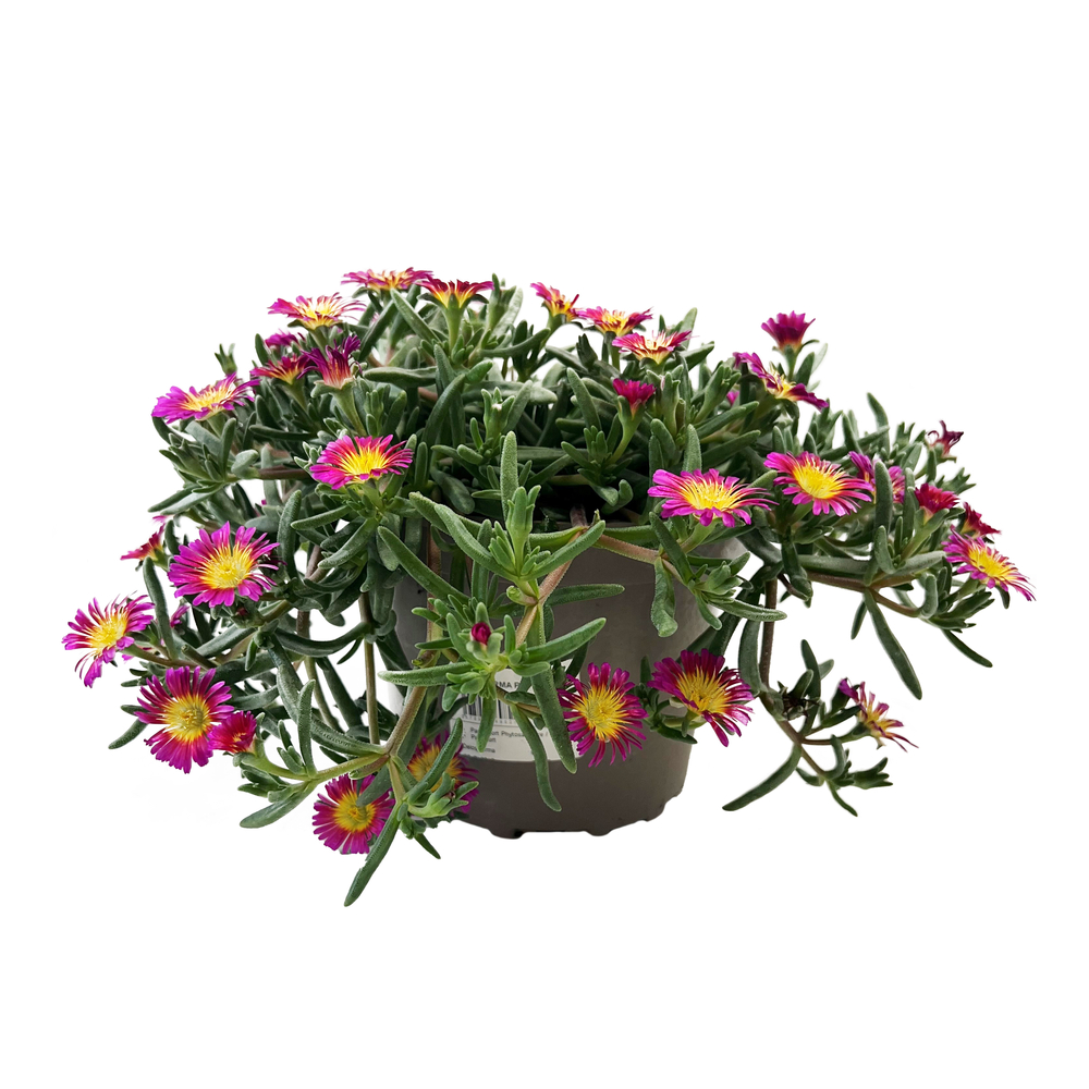 Delosperma : pot 2L