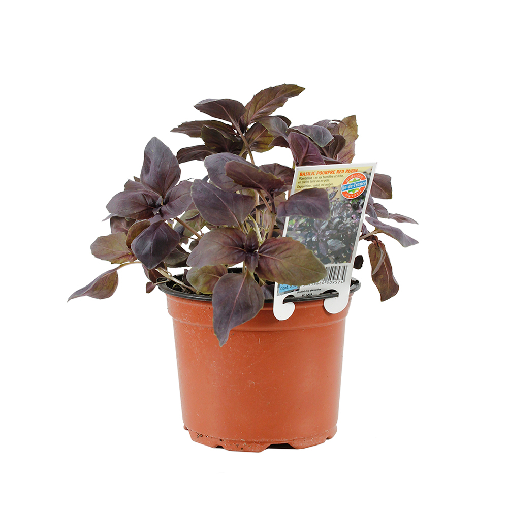 Plant de Basilic purpurascens 'Red Rubin' -Pot 0,8L