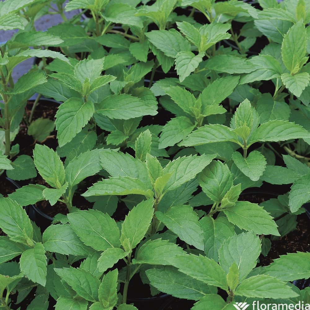 Plant de menthe d14