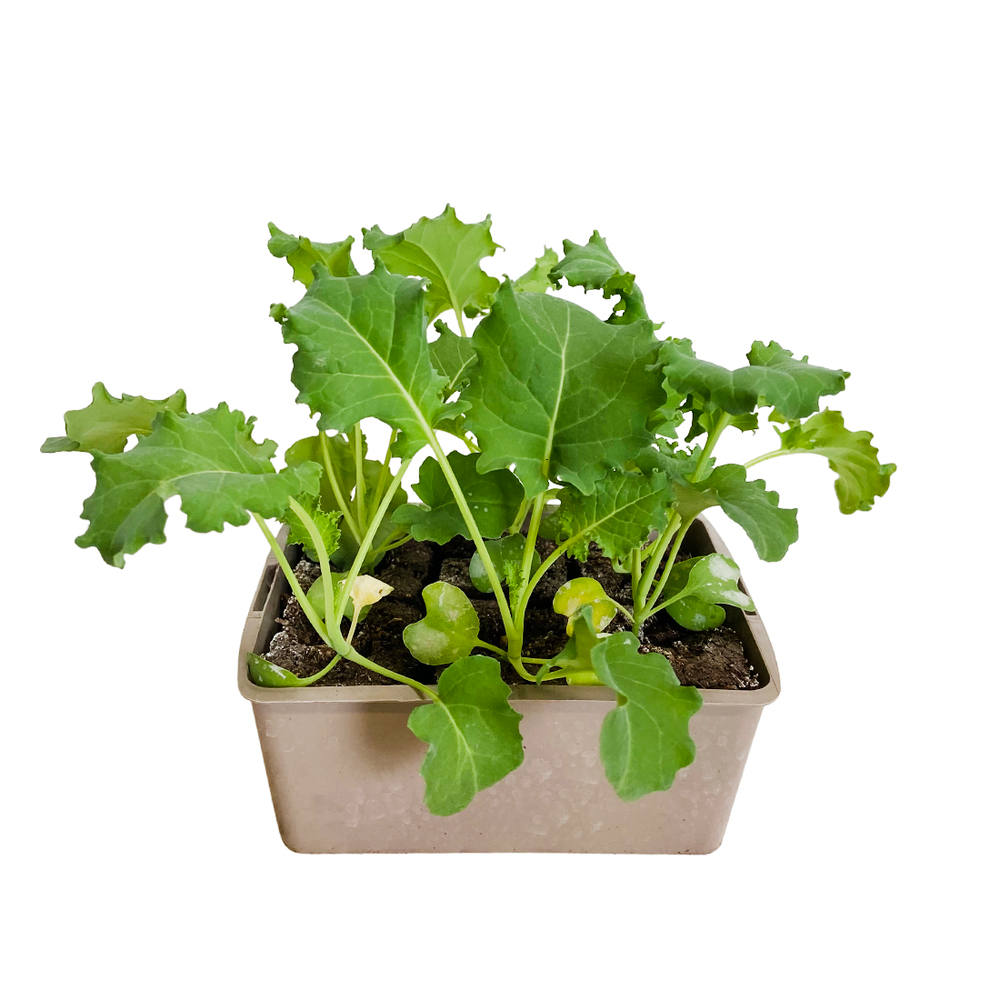 Plants de Chou Kale 'Winterbor' - Barquette de 6 plants 