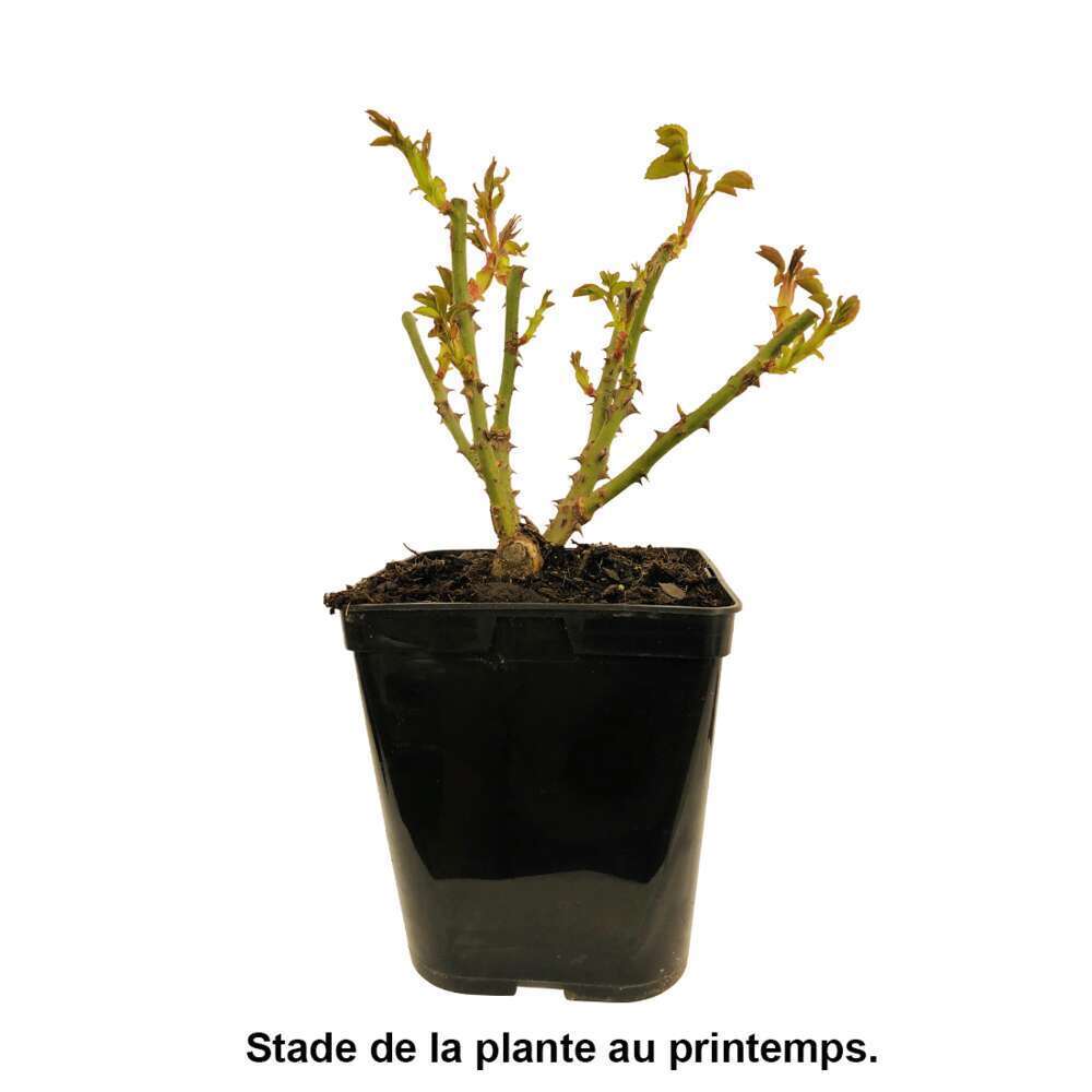 Rosier buisson fleuri à fleurs groupées, variétés variables - Pot 5L