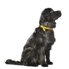 Collier Safe pour chien de couleur jaune et de taille 16