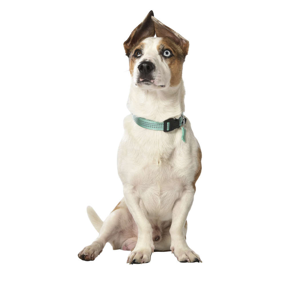 Collier Safe pour chien de couleur lagon et de taille 10